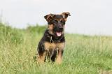 BERGER ALLEMAND 751